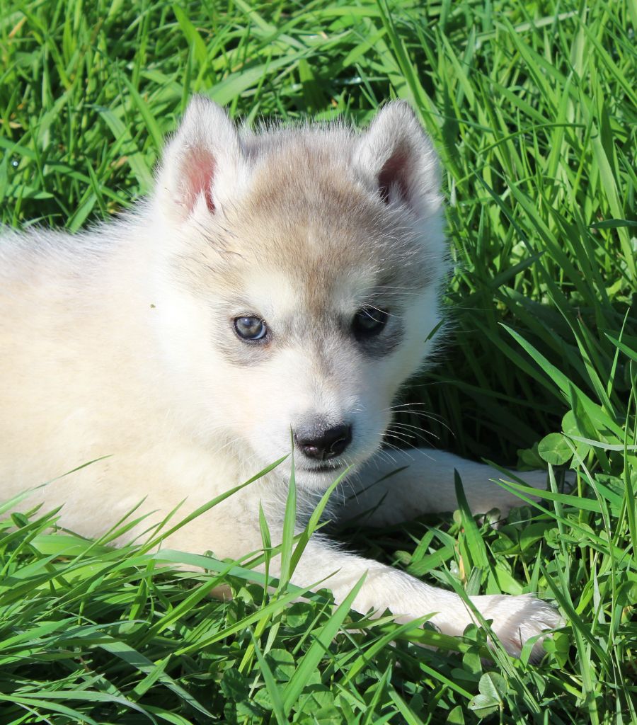 Of watson lake - Chiot disponible  - Siberian Husky