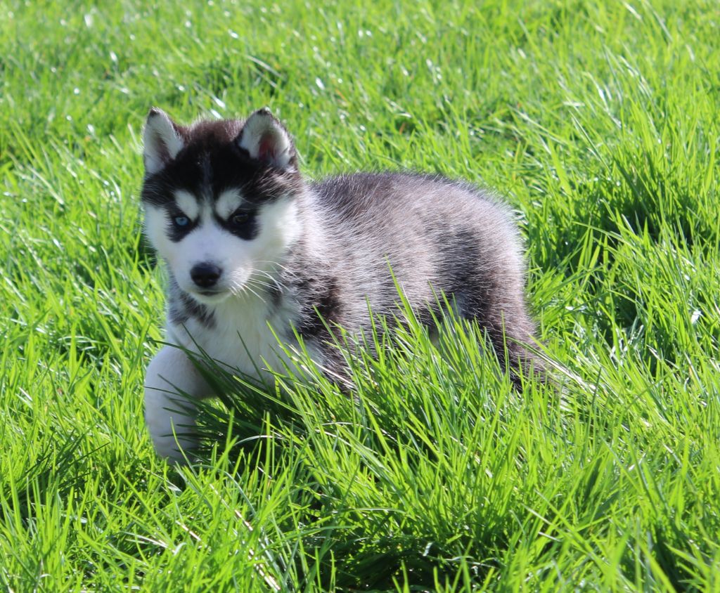 Of watson lake - Chiot disponible  - Siberian Husky