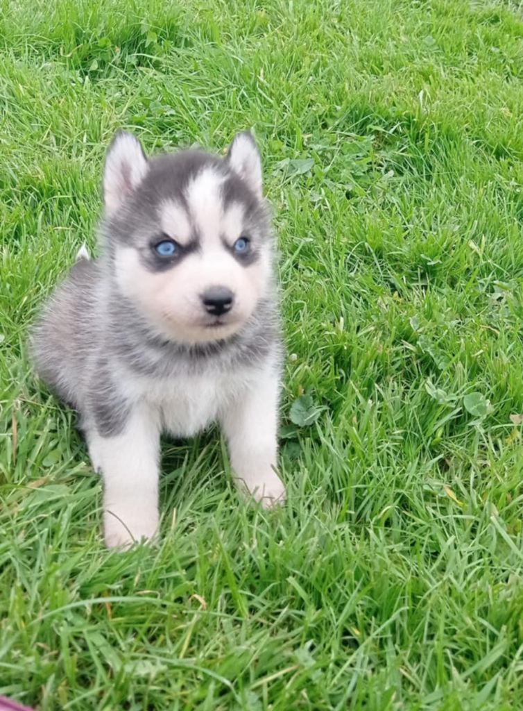 Of watson lake - Chiot disponible  - Siberian Husky