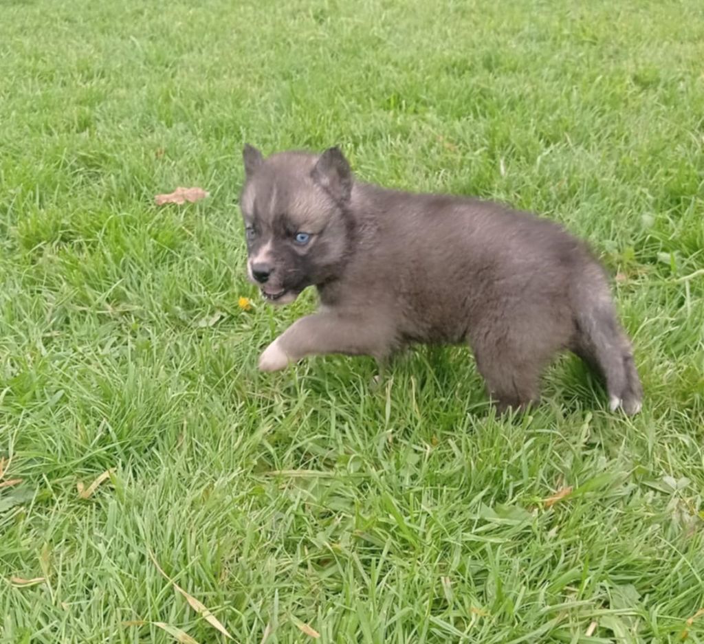 Of watson lake - Chiot disponible  - Siberian Husky