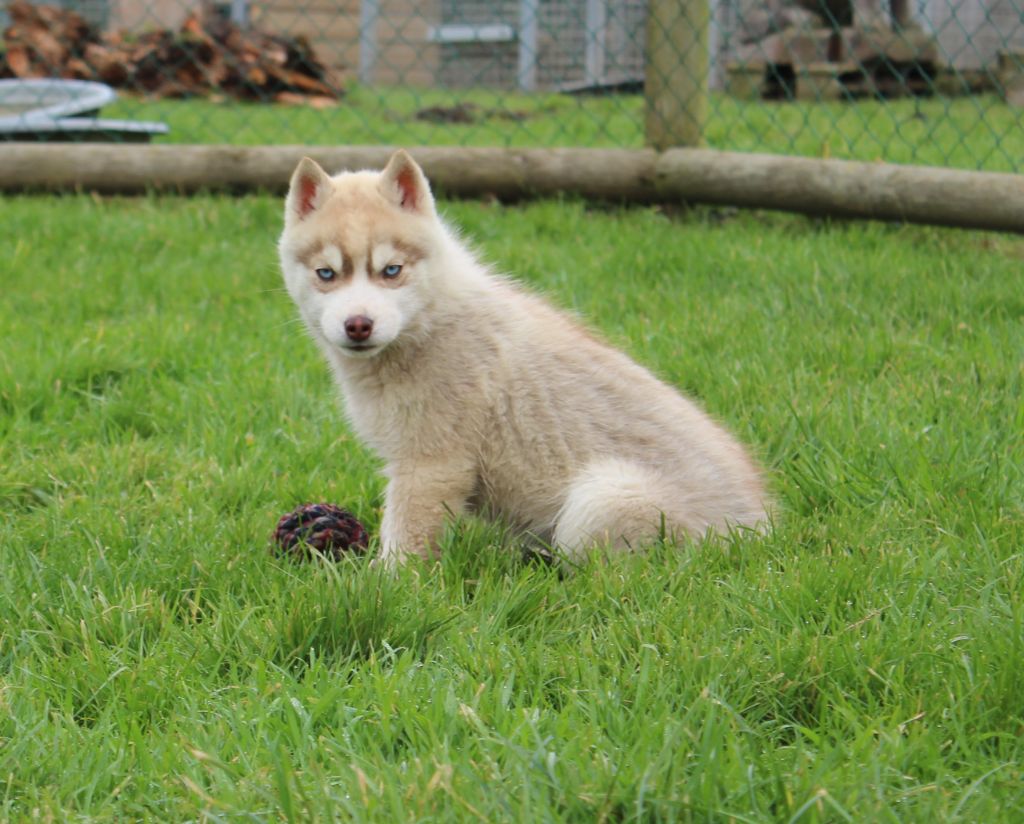 Of watson lake - Chiot disponible  - Siberian Husky