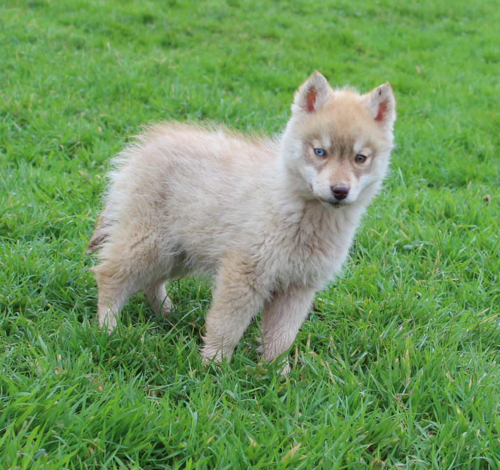 Of watson lake - Chiot disponible  - Siberian Husky