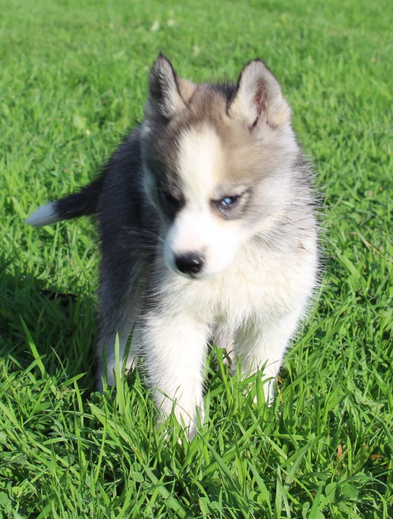 Of watson lake - Chiot disponible  - Siberian Husky