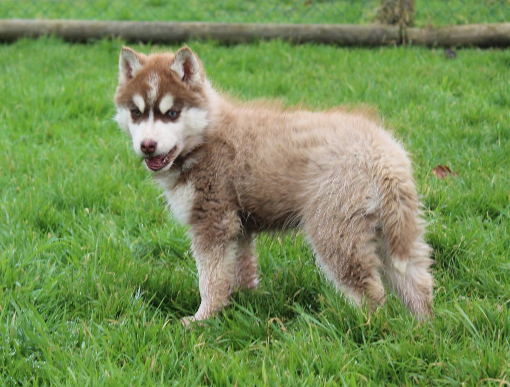 Of watson lake - Chiot disponible  - Siberian Husky