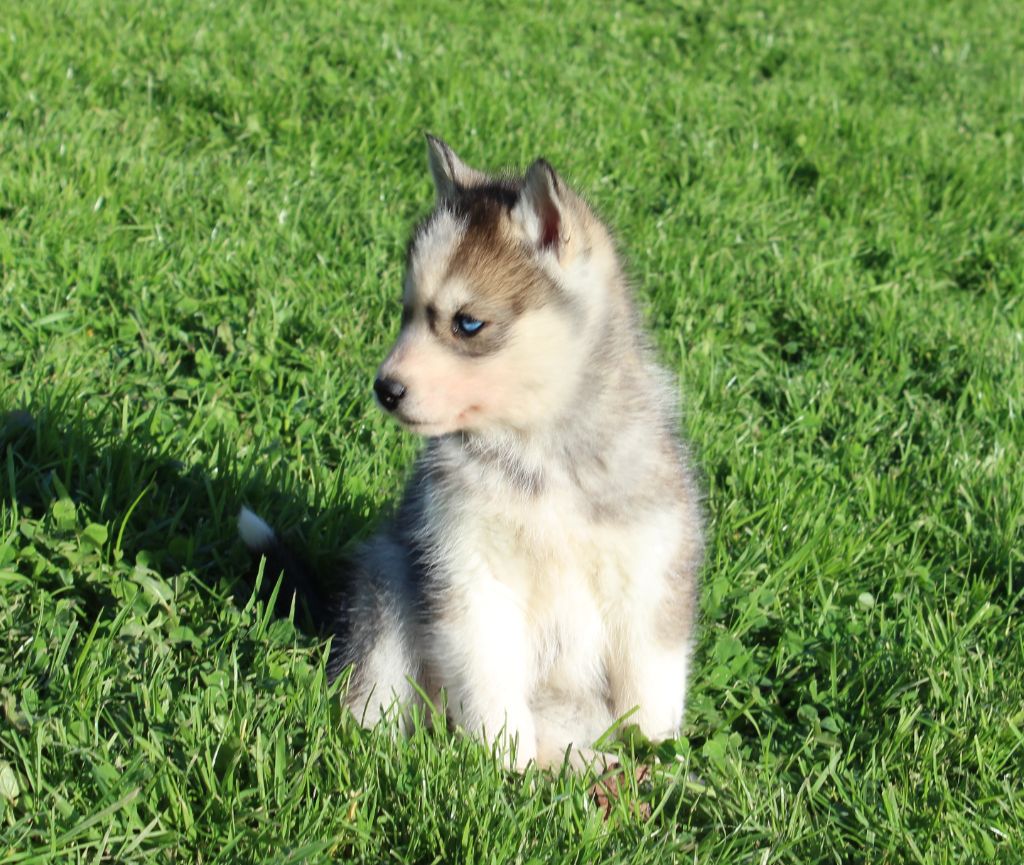 Of watson lake - Chiot disponible  - Siberian Husky