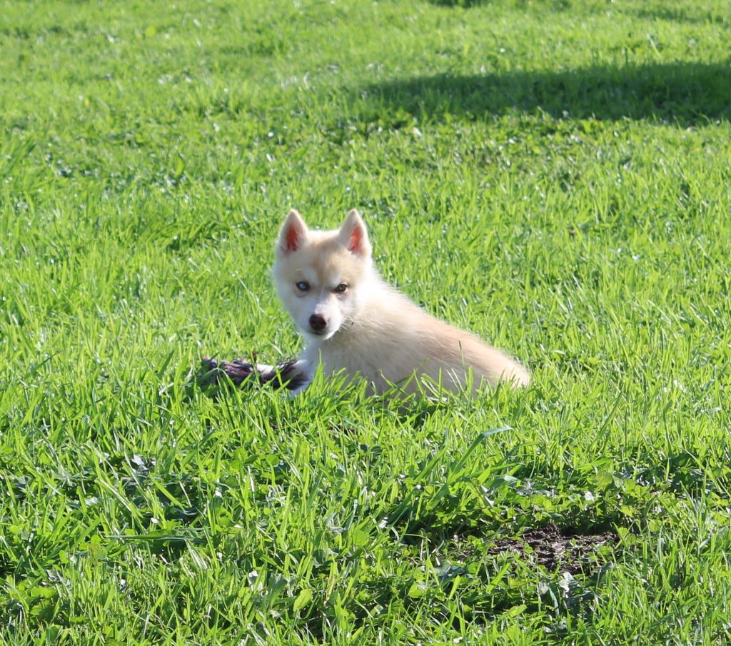 Of watson lake - Chiot disponible  - Siberian Husky