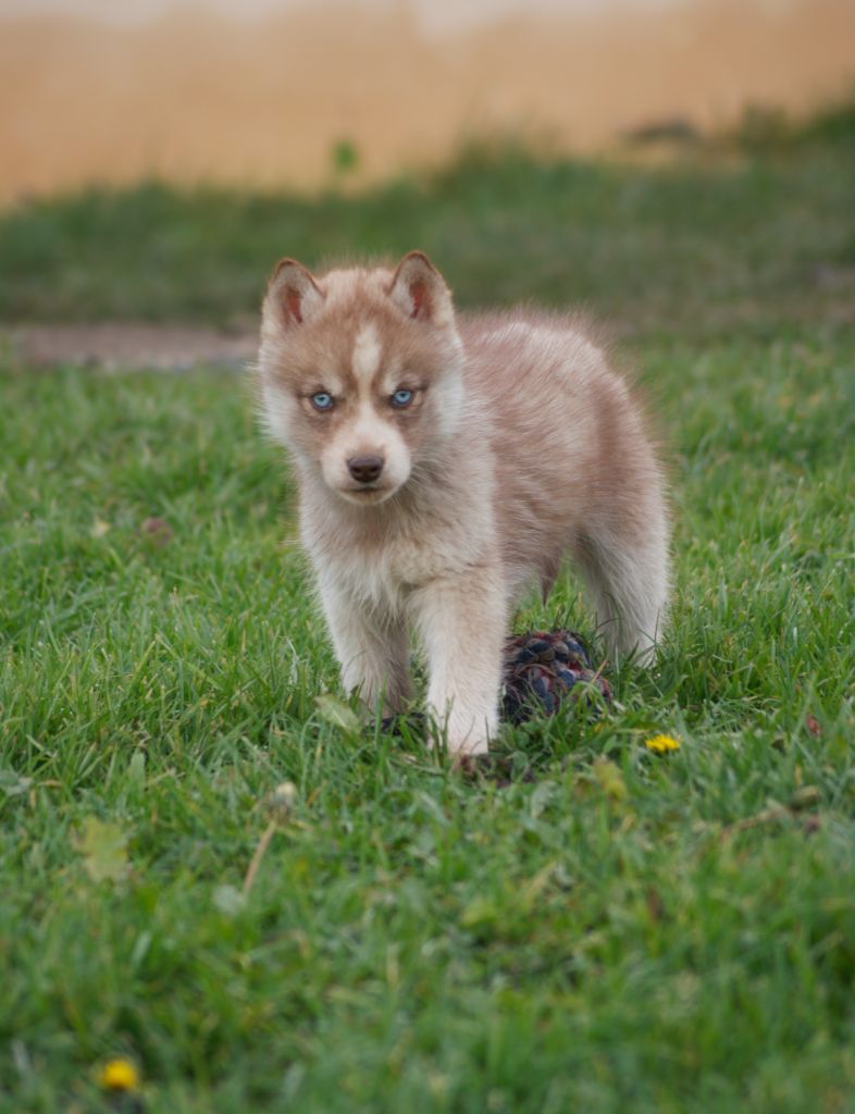 Of watson lake - Chiot disponible  - Siberian Husky