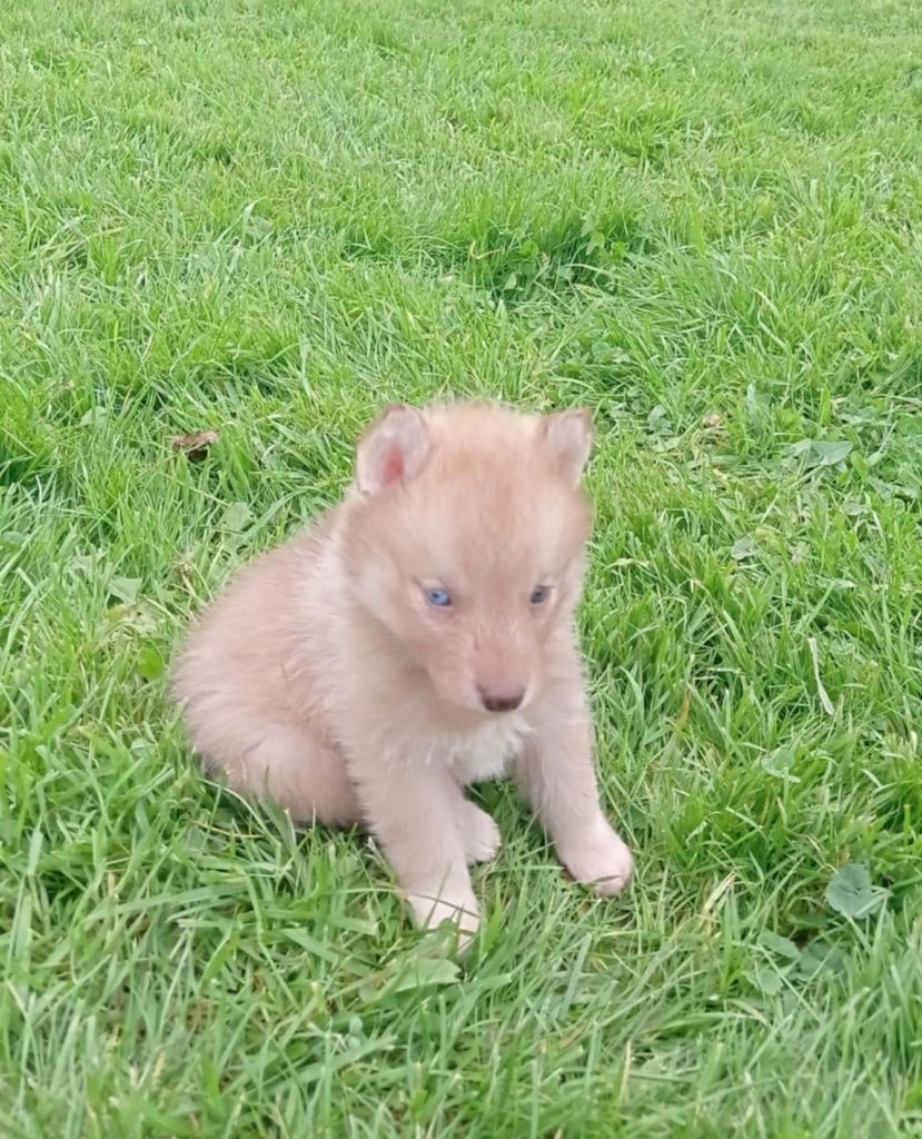 Of watson lake - Chiot disponible  - Siberian Husky