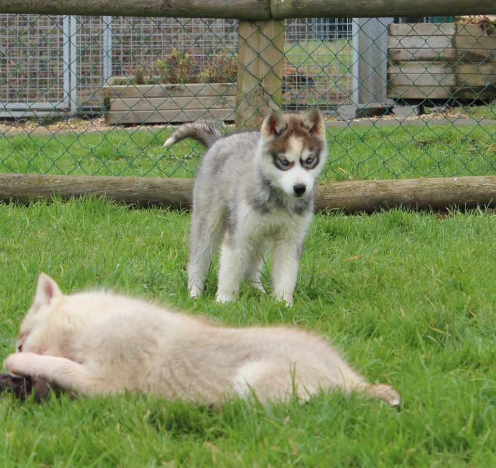 Of watson lake - Chiot disponible  - Siberian Husky