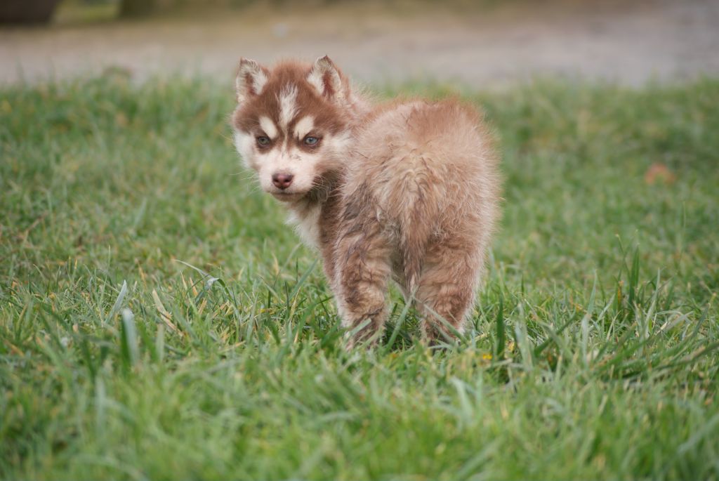 Of watson lake - Chiot disponible  - Siberian Husky