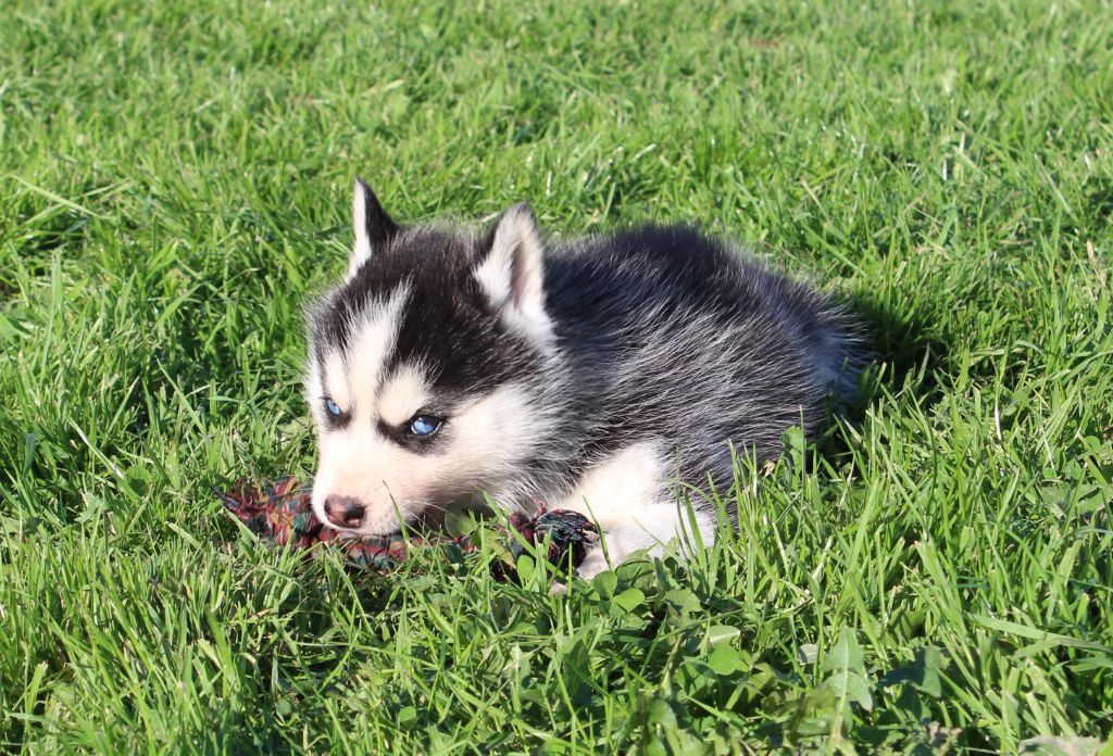 Of watson lake - Chiot disponible  - Siberian Husky