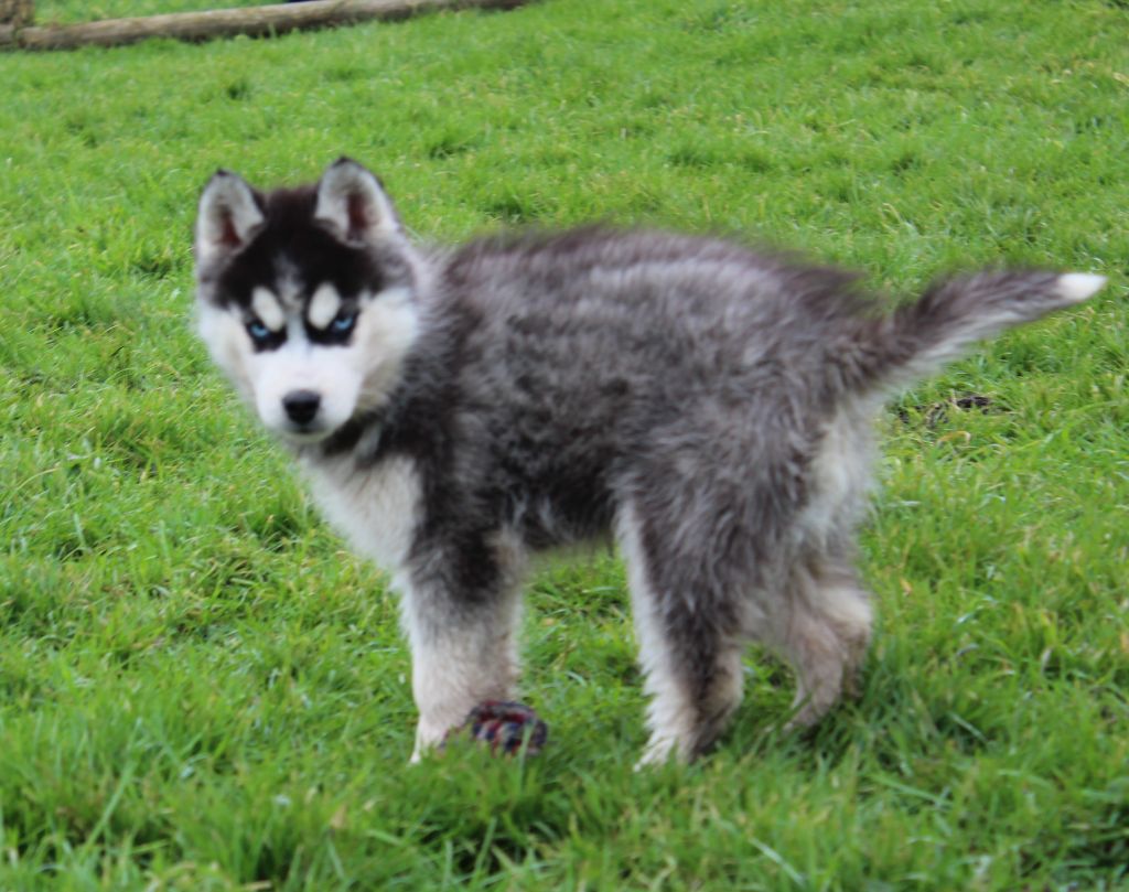 Of watson lake - Chiot disponible  - Siberian Husky