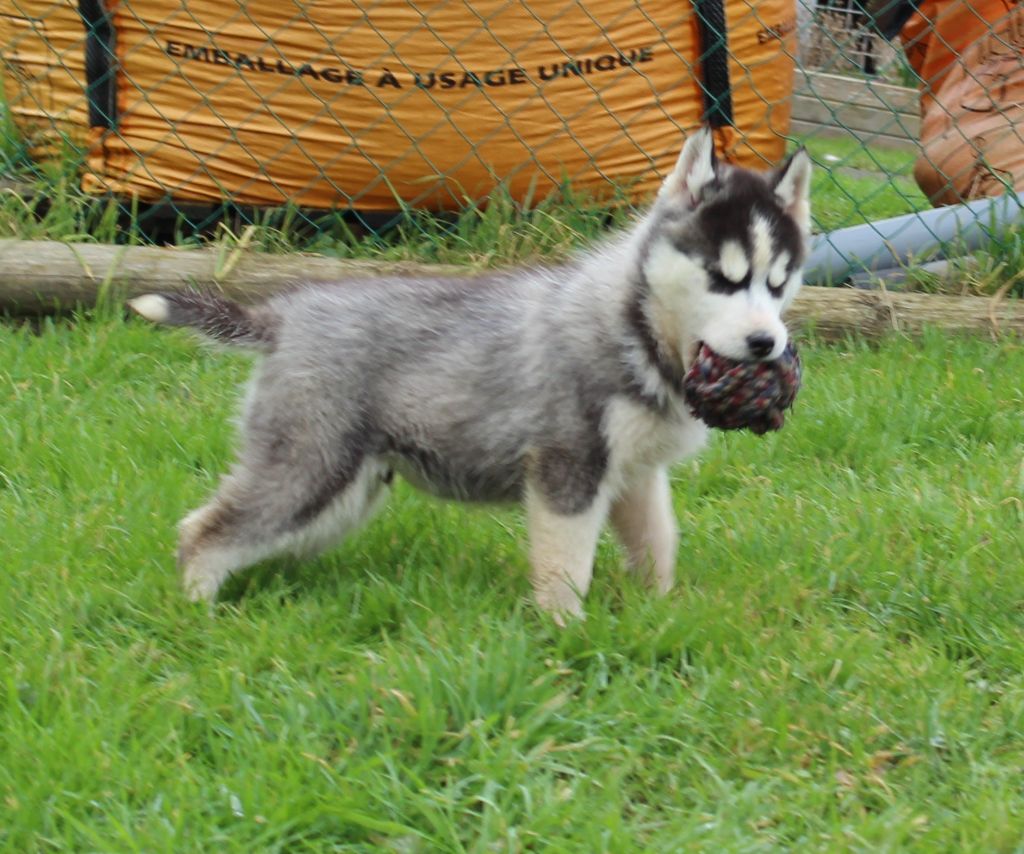 Of watson lake - Chiot disponible  - Siberian Husky