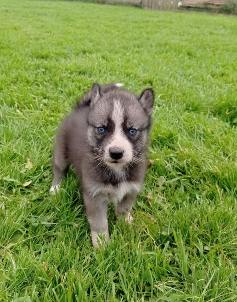 Of watson lake - Chiot disponible  - Siberian Husky