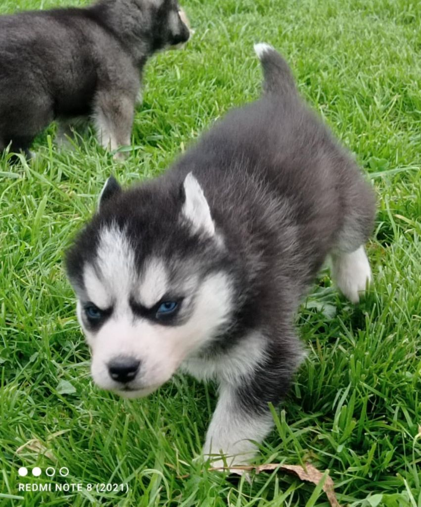 Of watson lake - Chiot disponible  - Siberian Husky