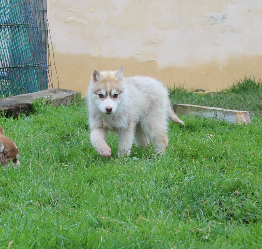 Of watson lake - Chiot disponible  - Siberian Husky