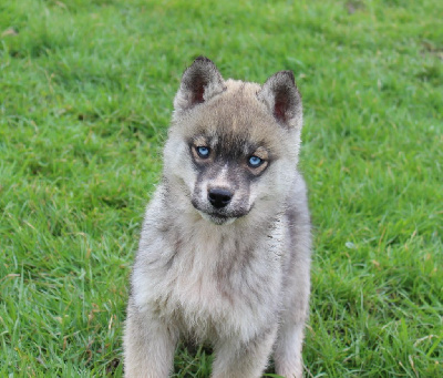 Mâle gris loup 1