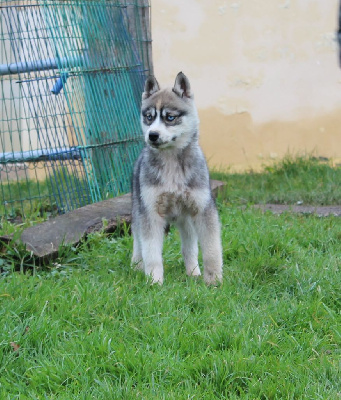 femelle gris loup