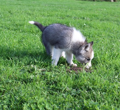 Femelle gris loup