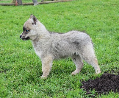 Mâle gris loup 1