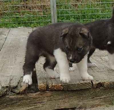 Mâle gris loup