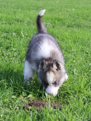 Femelle gris loup