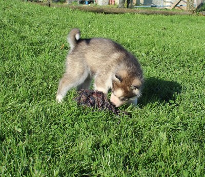 Femelle gris loup