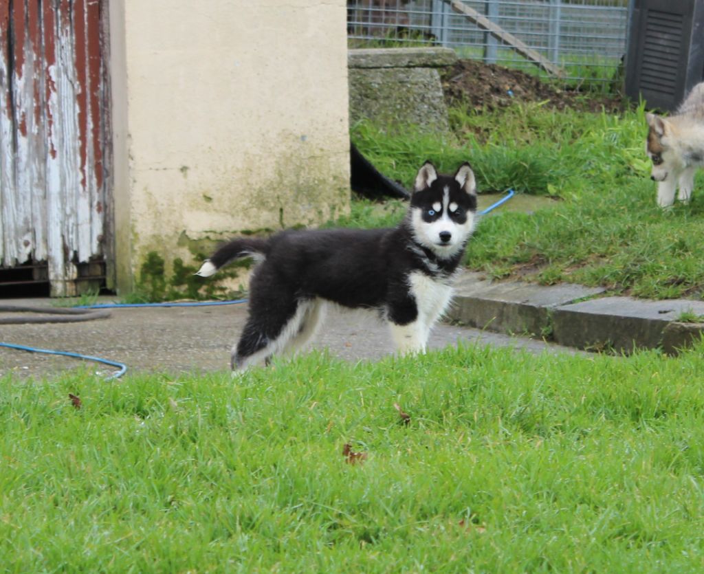 Of watson lake - Chiot disponible  - Siberian Husky