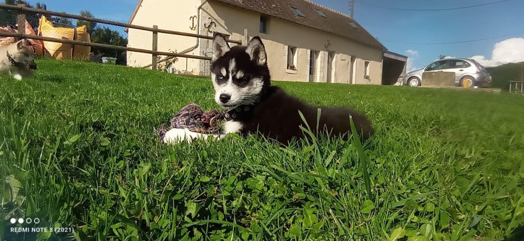 chiot Siberian Husky Of watson lake