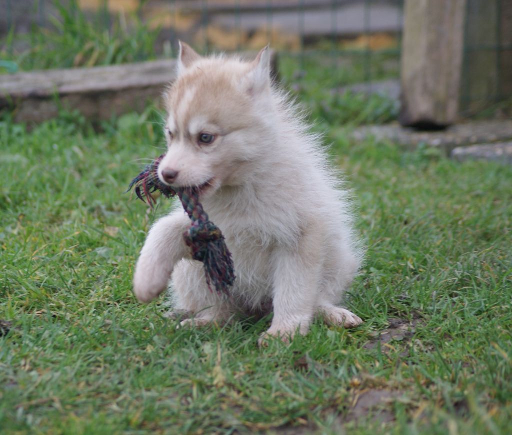 Of watson lake - Chiot disponible  - Siberian Husky