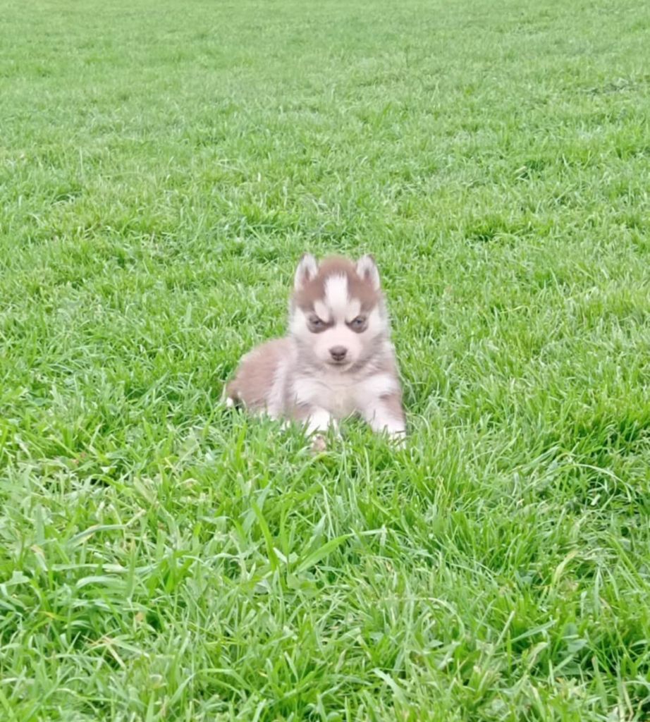 Of watson lake - Chiot disponible  - Siberian Husky