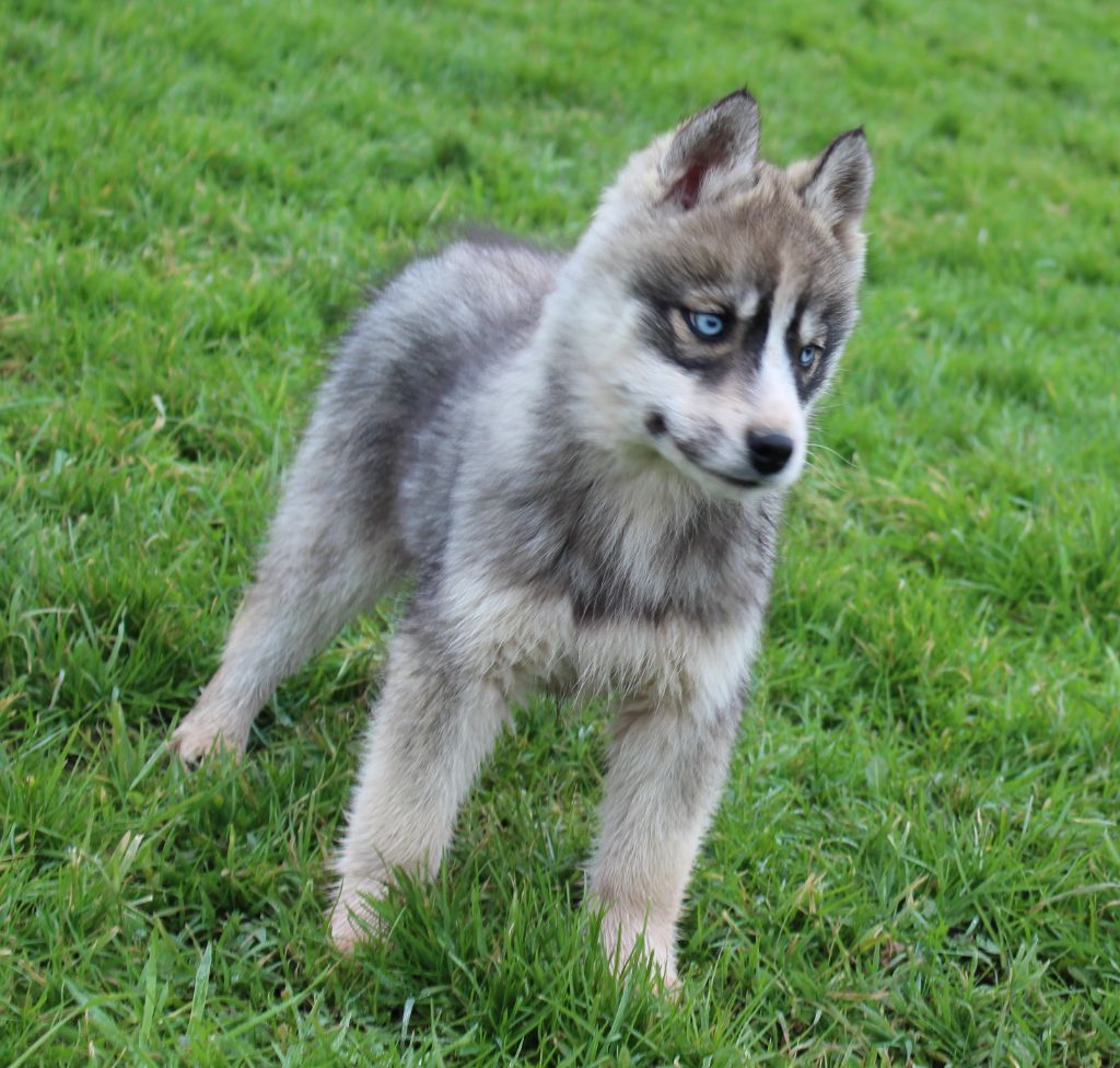 Of watson lake - Chiot disponible  - Siberian Husky