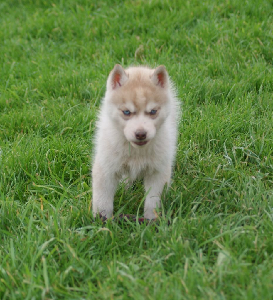 Of watson lake - Chiot disponible  - Siberian Husky