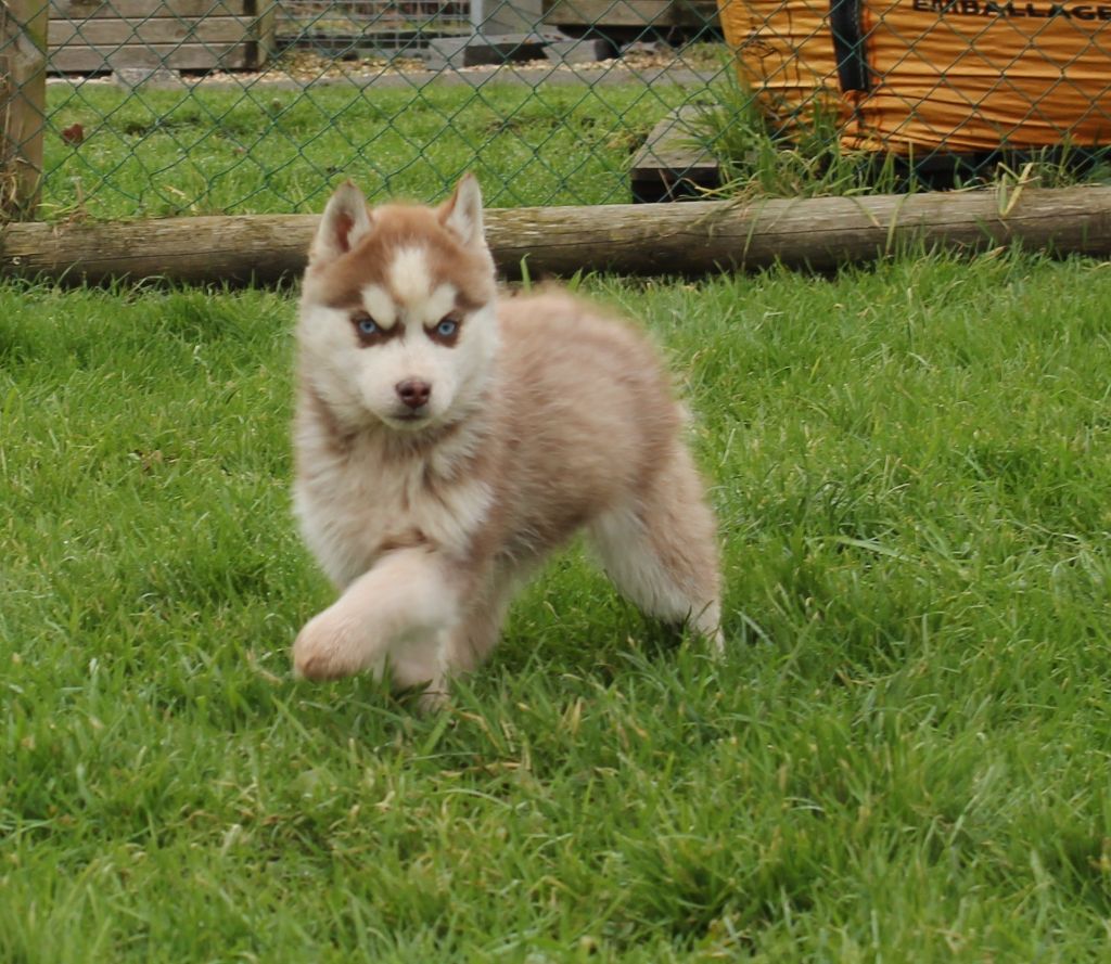 Of watson lake - Chiot disponible  - Siberian Husky