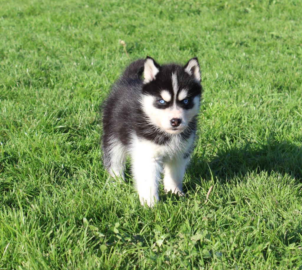 Of watson lake - Chiot disponible  - Siberian Husky