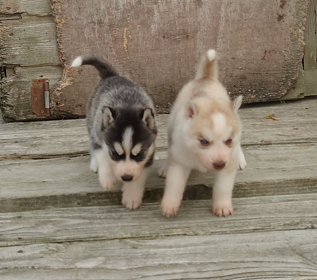 chiot Siberian Husky Of watson lake