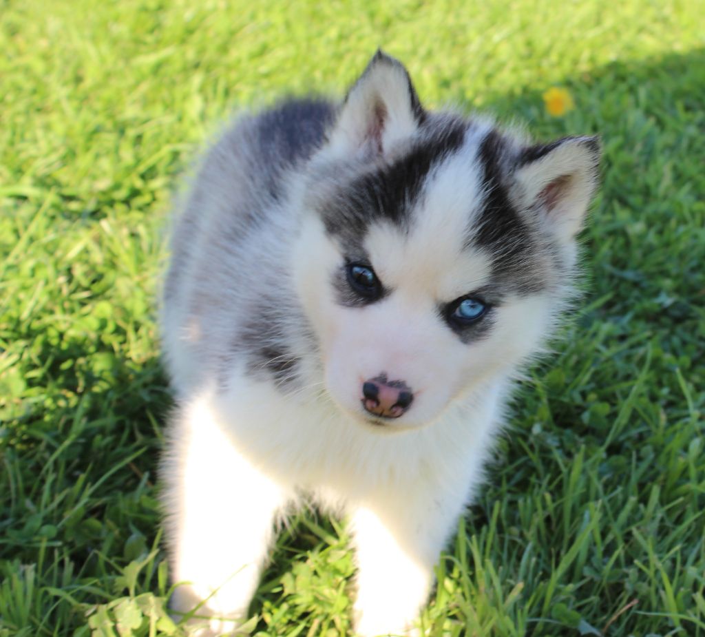 Of watson lake - Chiot disponible  - Siberian Husky