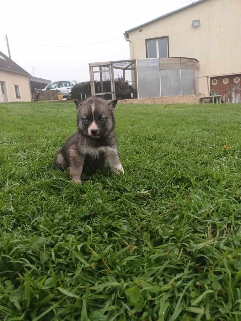 chiot Siberian Husky Of watson lake