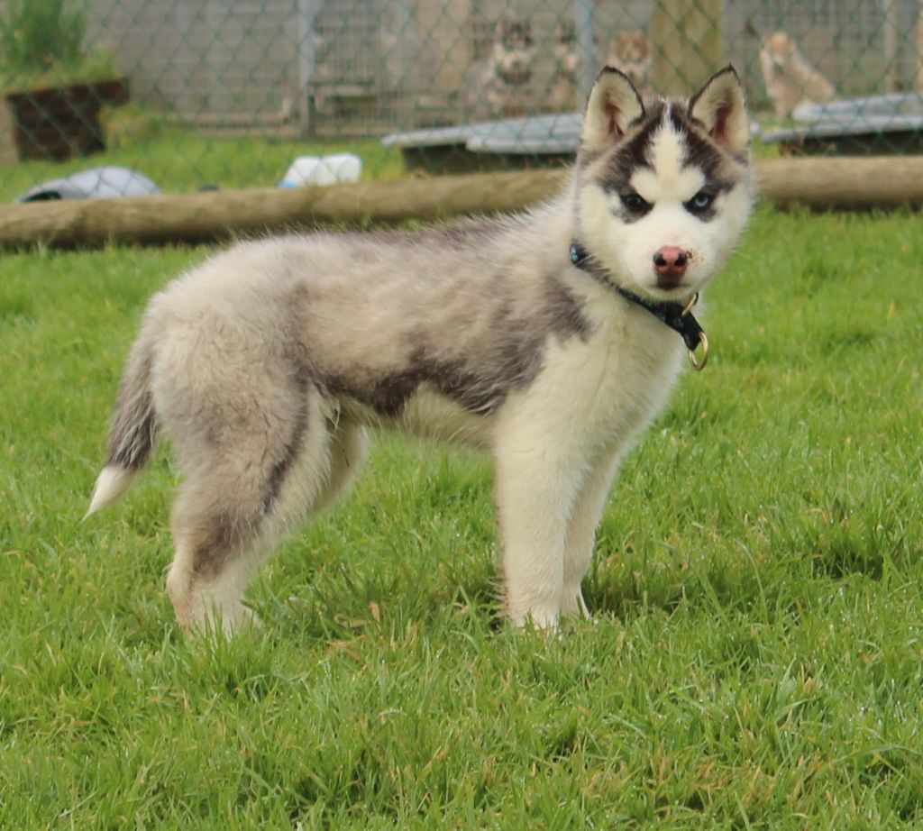 Of watson lake - Chiot disponible  - Siberian Husky