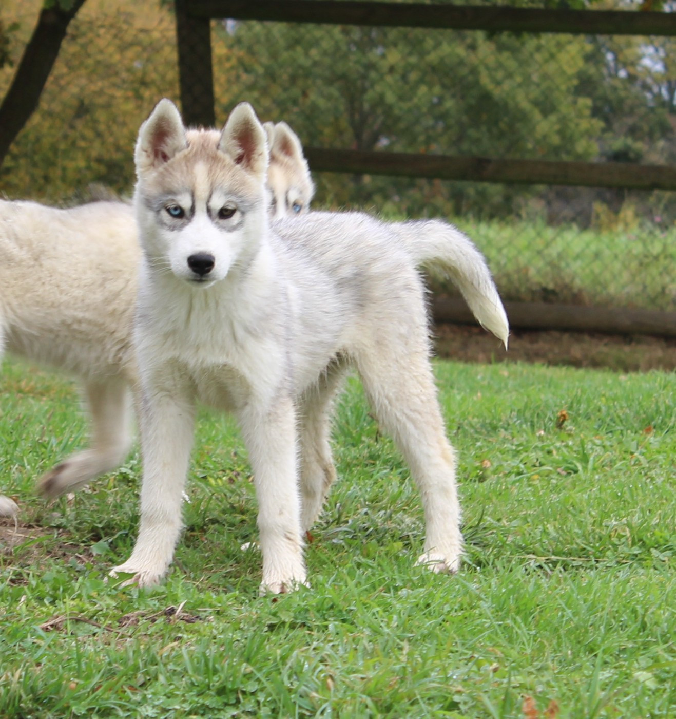 Of watson lake - Chiots disponibles - Siberian Husky