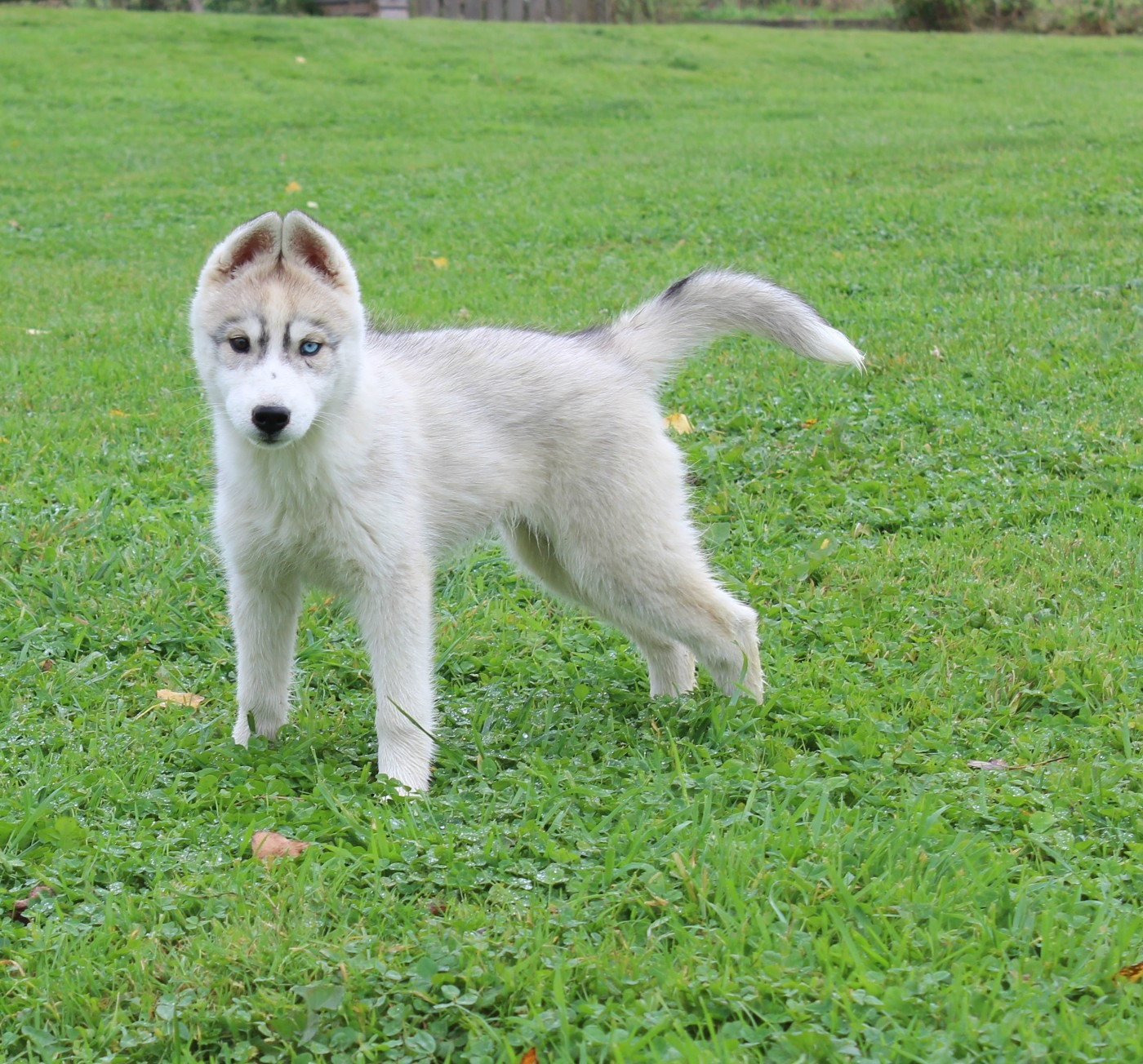 Of watson lake - Chiots disponibles - Siberian Husky