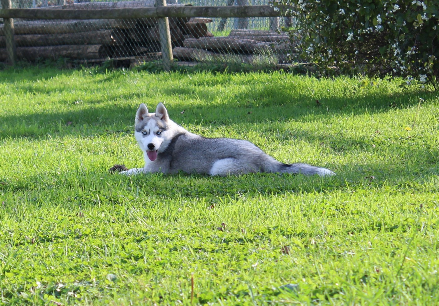 Of watson lake - Chiots disponibles - Siberian Husky