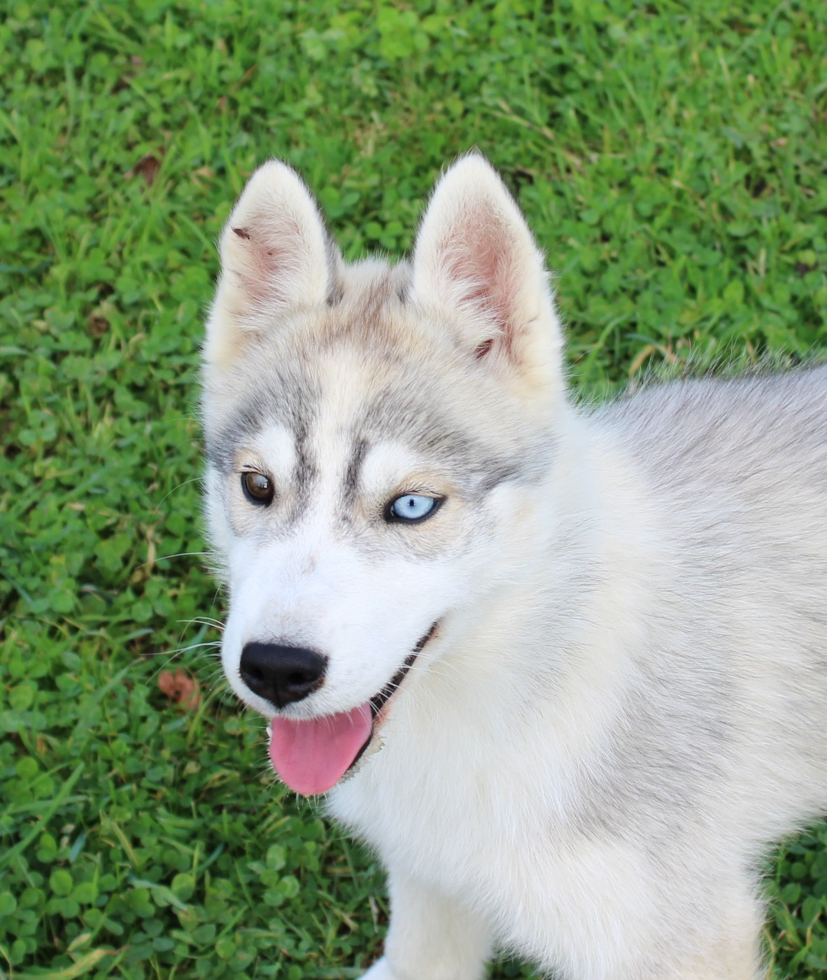Of watson lake - Chiots disponibles - Siberian Husky