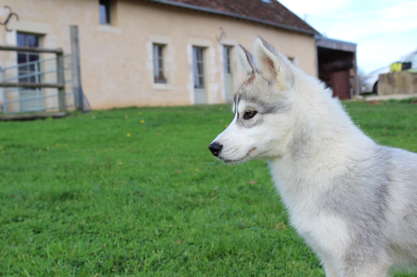 Of watson lake - Chiots disponibles - Siberian Husky