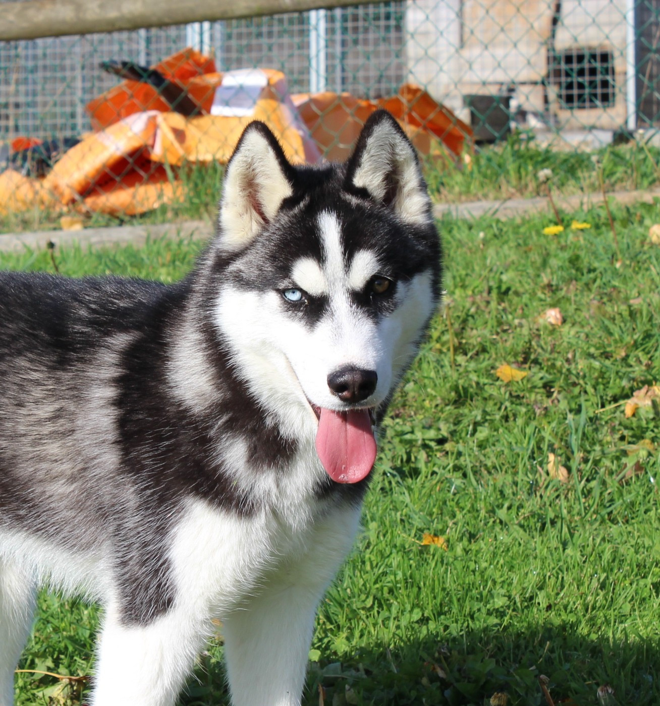 Of watson lake - Chiots disponibles - Siberian Husky