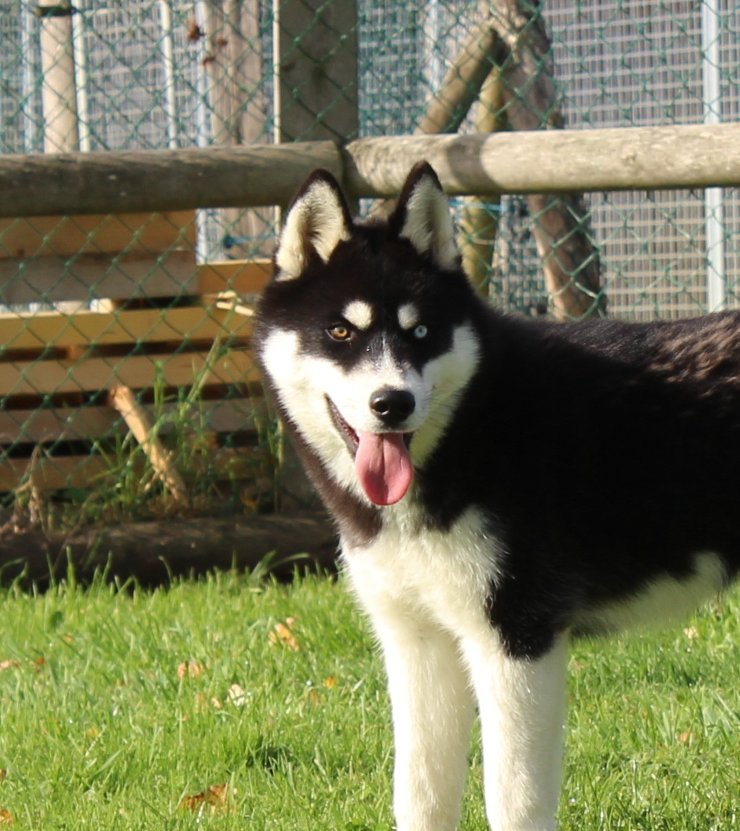 Of watson lake - Chiots disponibles - Siberian Husky