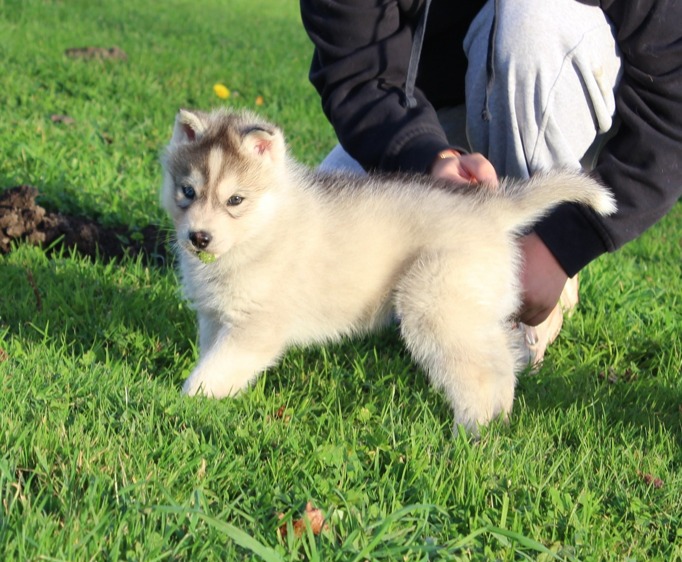 Of watson lake - Chiots disponibles - Siberian Husky