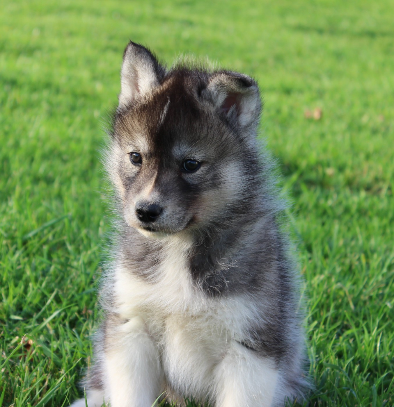 Of watson lake - Chiots disponibles - Siberian Husky