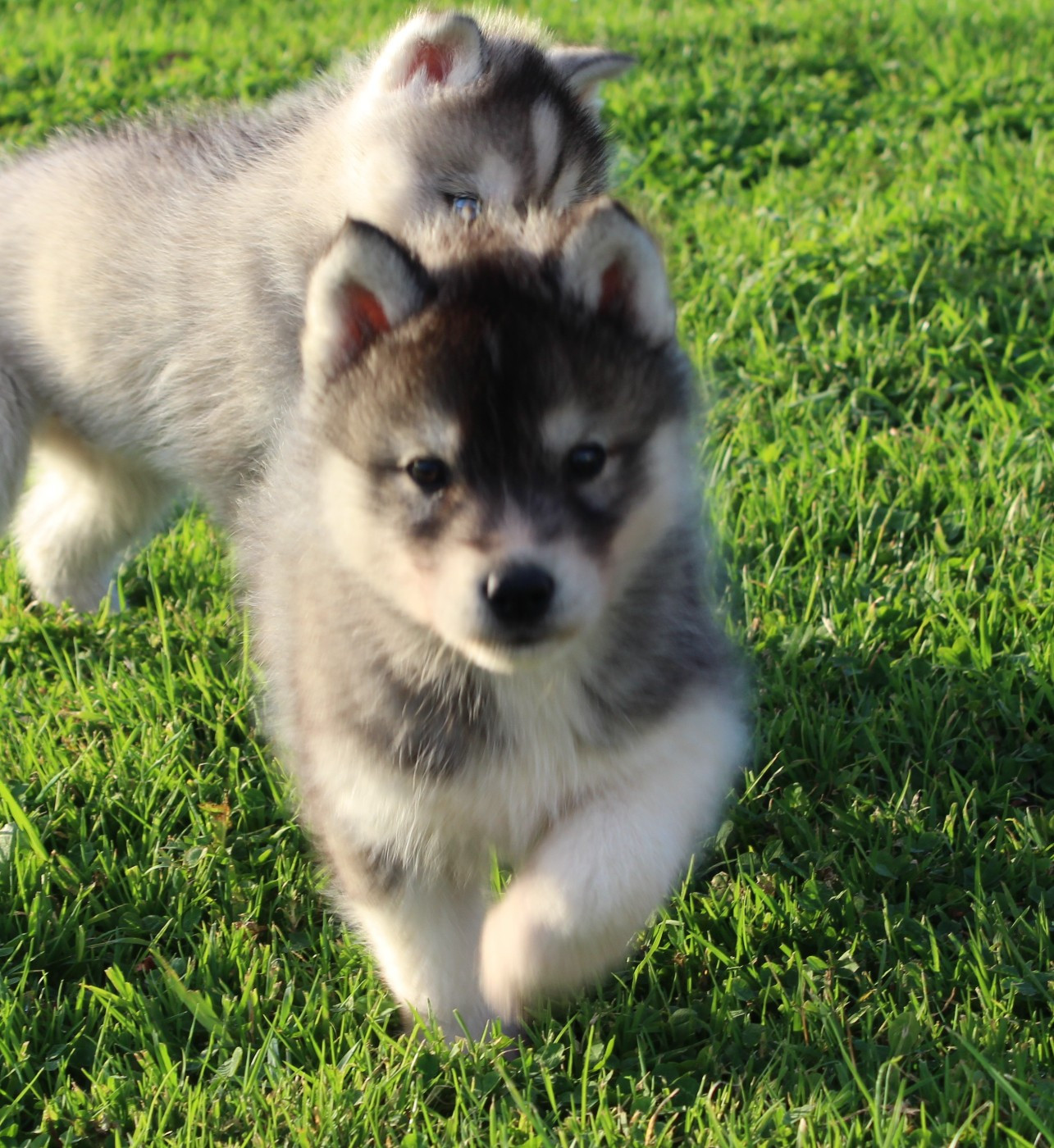 Of watson lake - Chiots disponibles - Siberian Husky