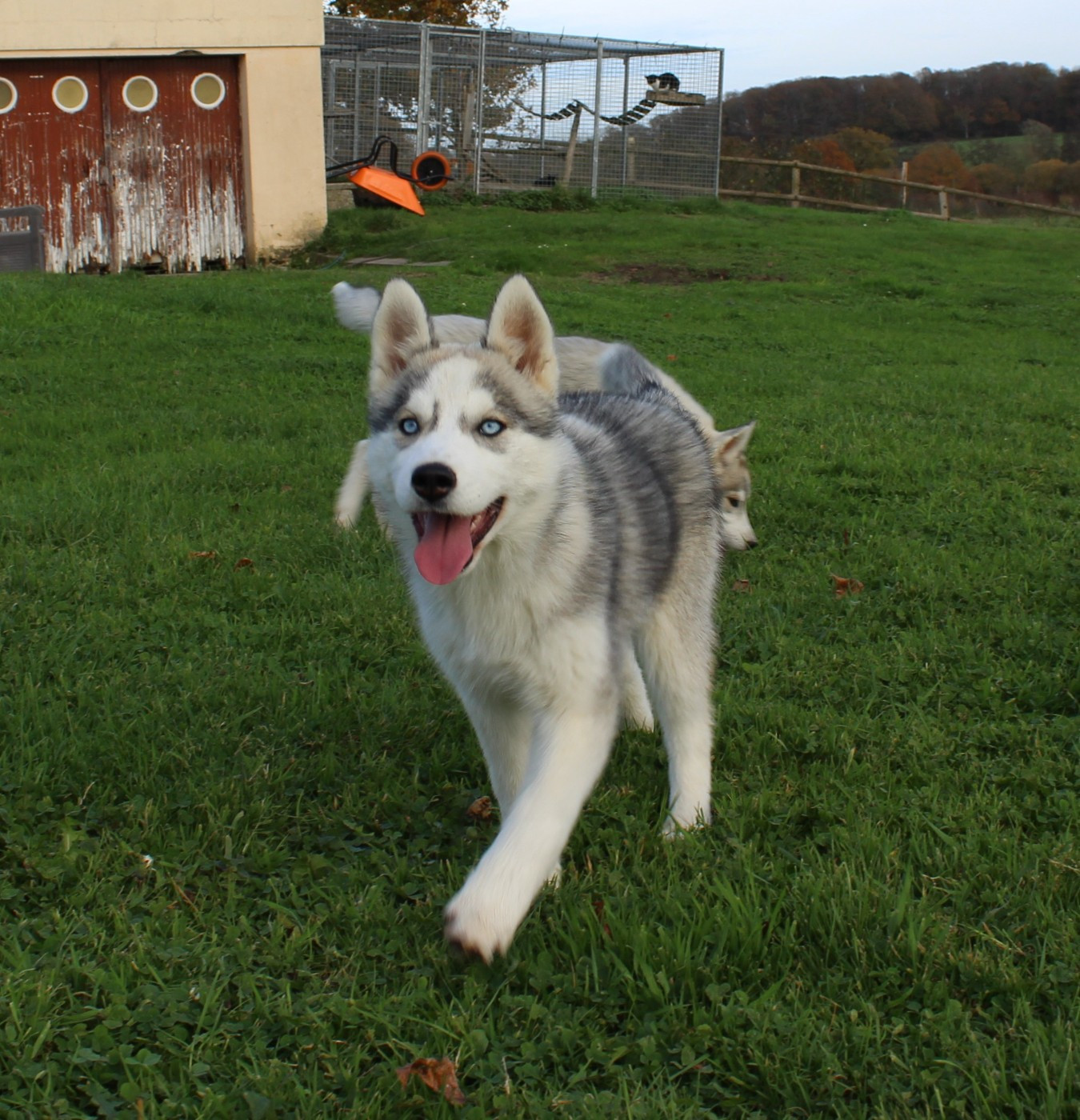 Of watson lake - Chiots disponibles - Siberian Husky
